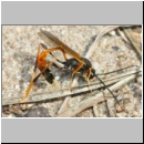 Erigorgus cerinops - Schlupfwespe w01a 20mm OS-Wallenhorst-Sandgrube det06.jpg